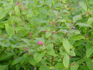 Southern Highbush Blueberry pink berries and leaves on branches